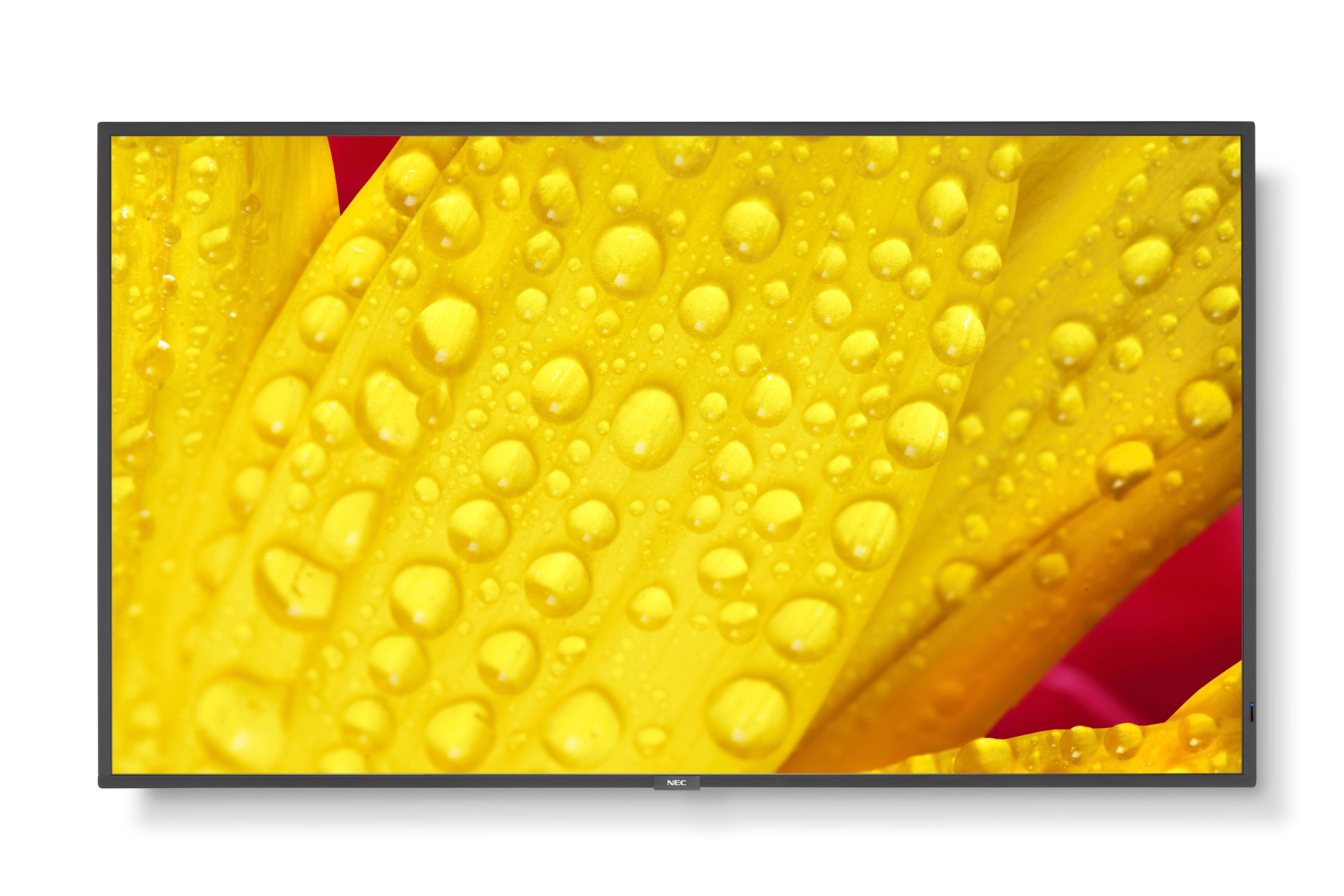Écran NEC 60006084 50" 4K Ultra HD